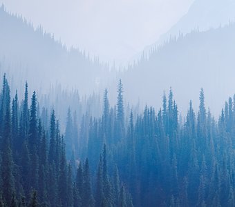 Хоа хоахоа хоааа