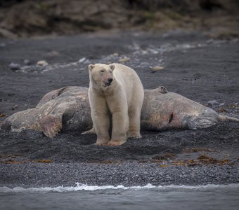 Жду вас в гости на моржа