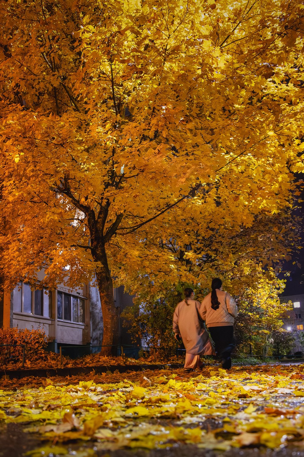 На ковре из жёлтых листьев