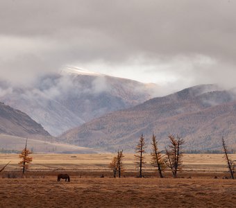 Дождь в Курае