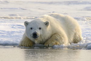 Собака отогнала пришедшего к людям белого медведя: видео