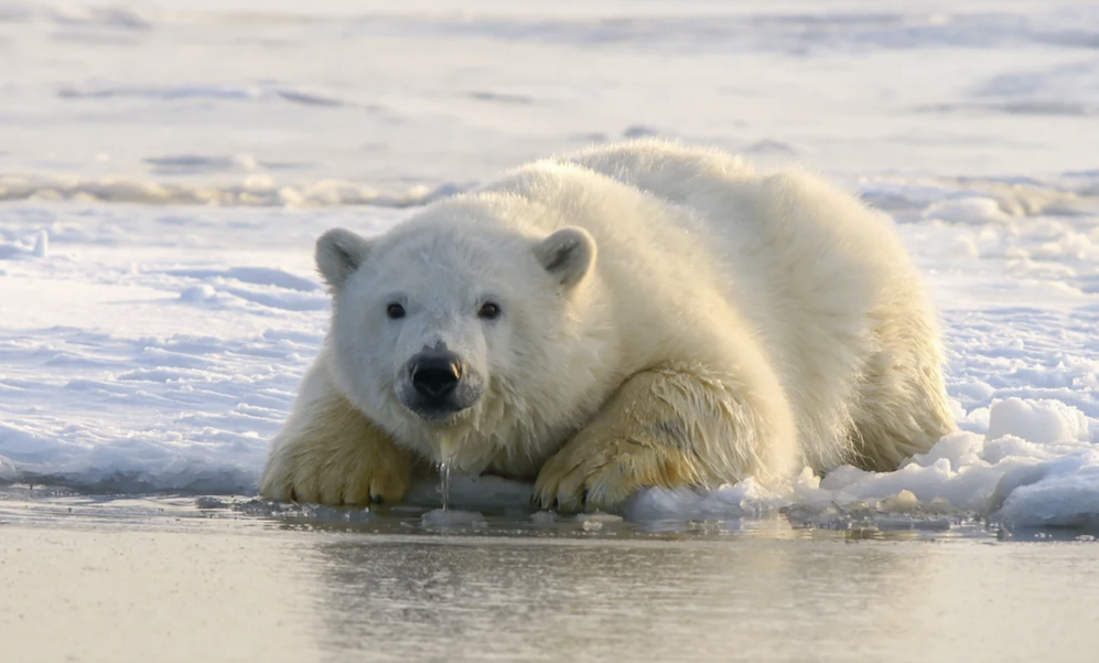 Собака отогнала пришедшего к людям белого медведя: видео