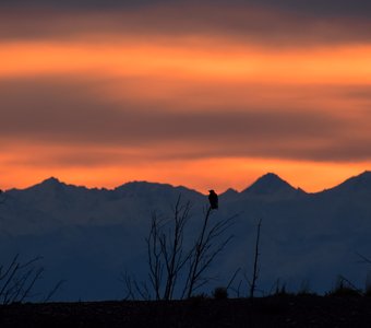 Птицы тоже встречают рассвет