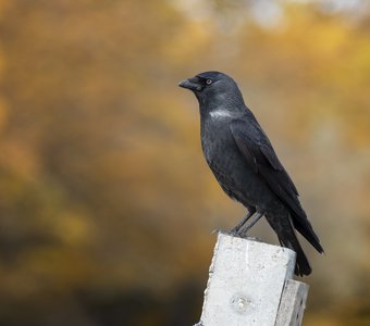 Галки прилетели