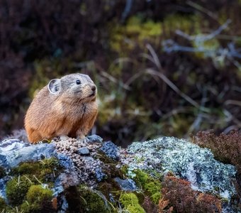Сторожевая пищуха