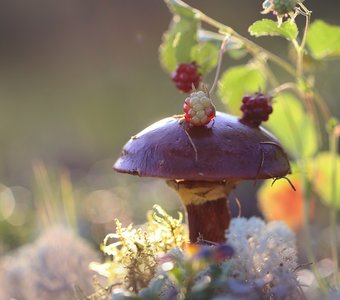 Летние радости