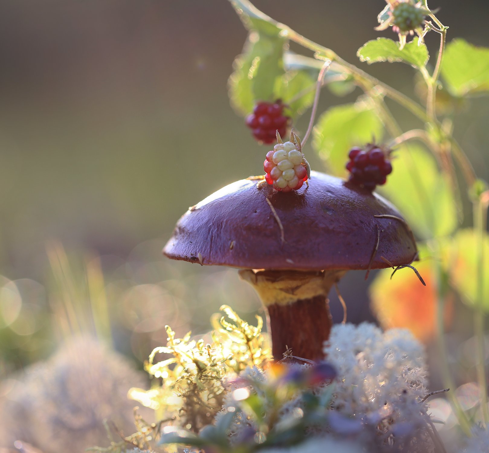 Летние радости