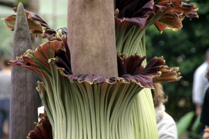 В Германии украли самый вонючий цветок в мире