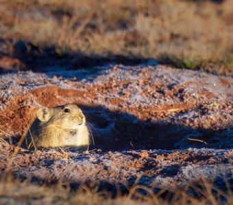 Пищуха греется в лучах осеннего солнца