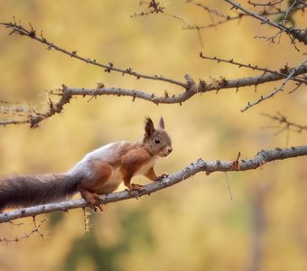 Алтайская белка