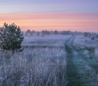 Утренний иней после заморозка