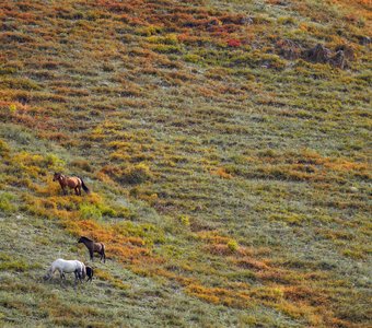 Лошади на склоне Курайских холмов