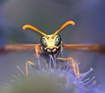 Эти глаза напротив!