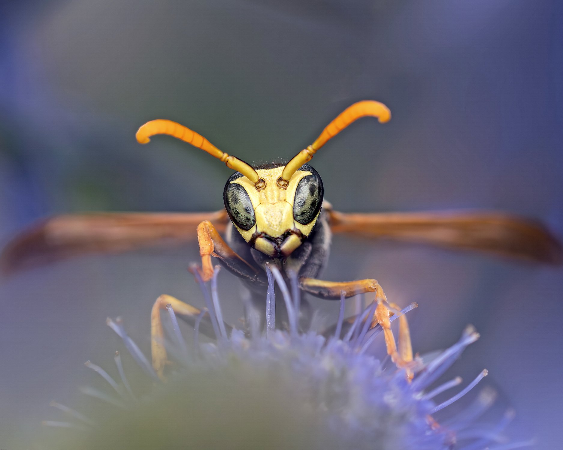 Эти глаза напротив!