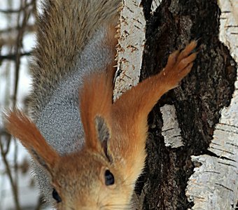 Белка на берёзе