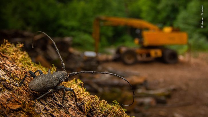 Фото: Andrea Dominizi / Wildlife Photographer of the Year