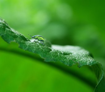 Там, на неведанных дорожках...