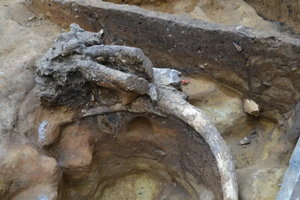 В Подмосковье нашли клад с древними орудиями в черепе мамонта