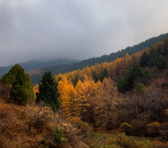 Золото Шамси