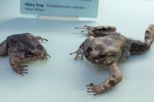 Зачем лягушка-росомаха ломает свои кости? Для обороны!