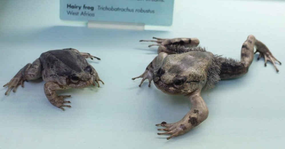 Зачем лягушка-росомаха ломает свои кости? Для обороны!