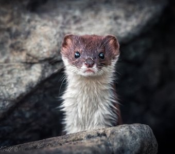 Маленькая и опасная