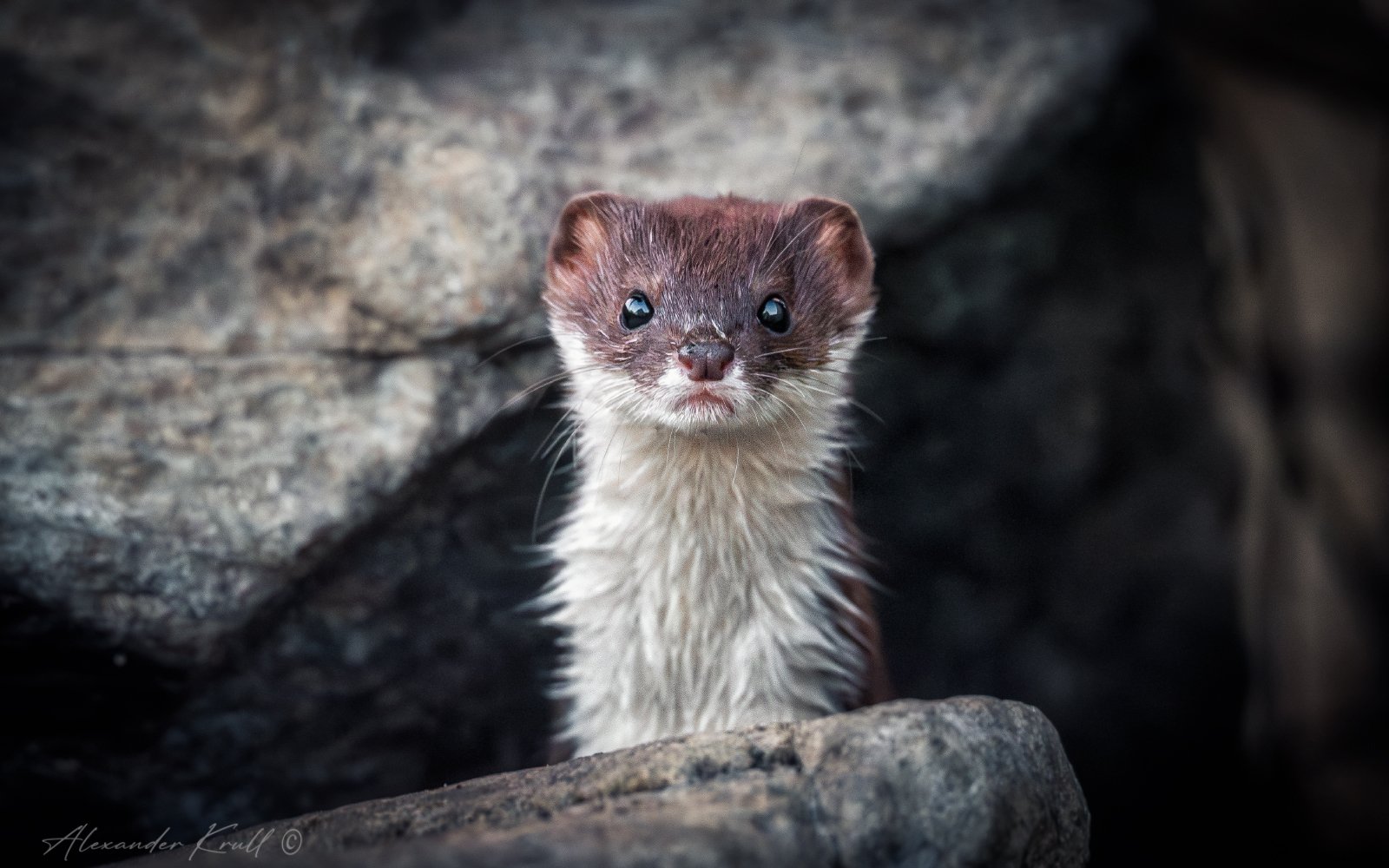 Маленькая и опасная