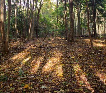Лучи света в осеннем лесу