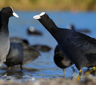 Иди что-то скажу