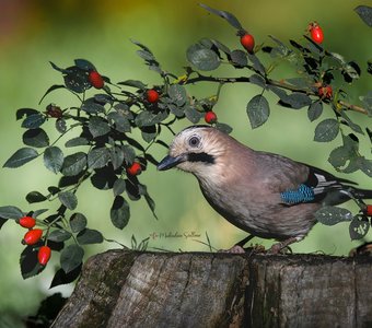 В осеннем антураже