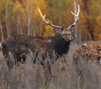 Пятнистый олень. Липецкая область