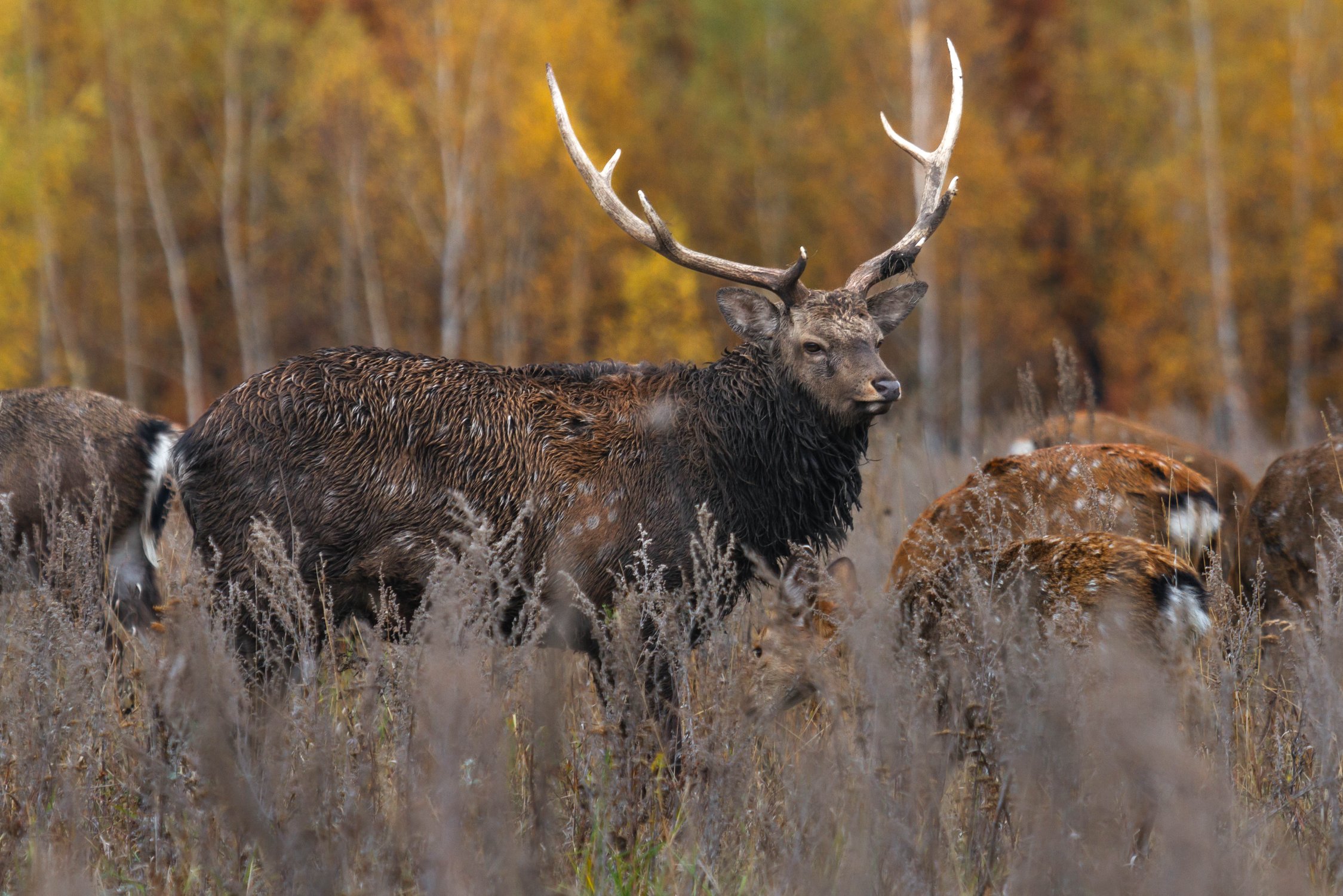 Пятнистый олень. Липецкая область