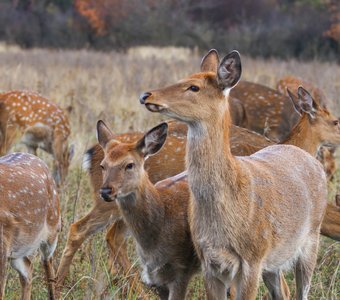 Пятнистые олени. Липецкая область