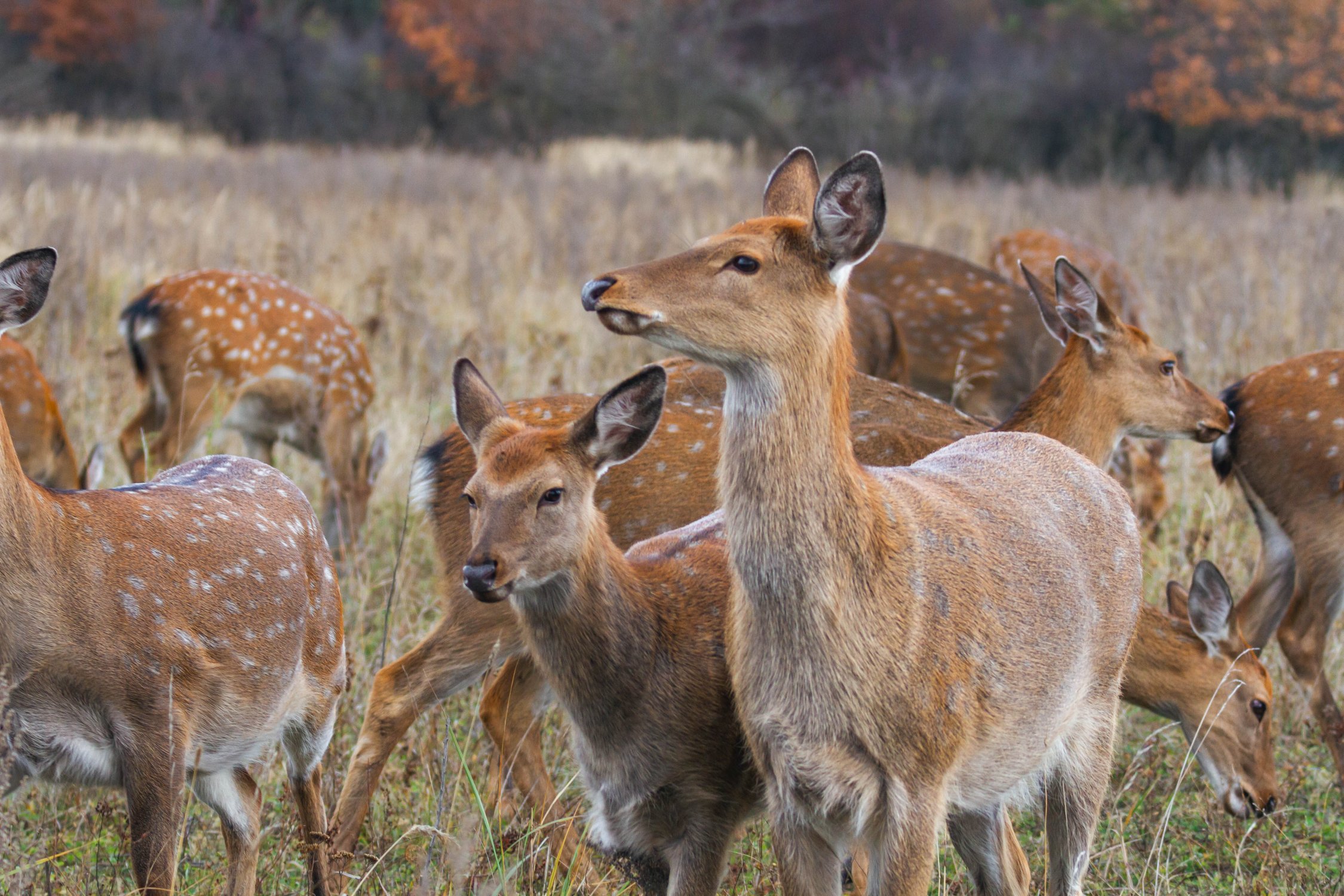 Пятнистые олени. Липецкая область