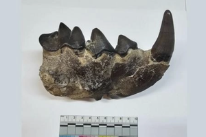 На Кавказе нашли останки «ужасного хищника»