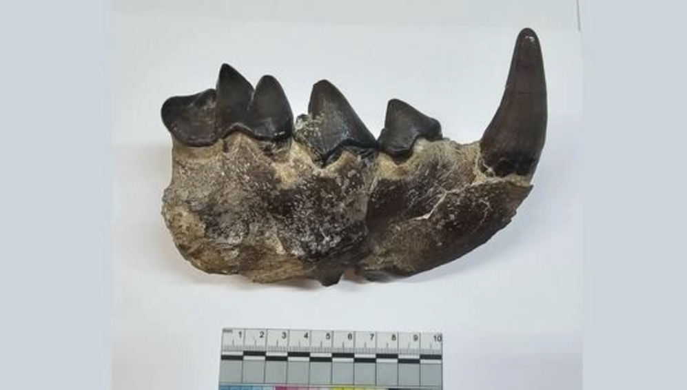 На Кавказе нашли останки «ужасного хищника»