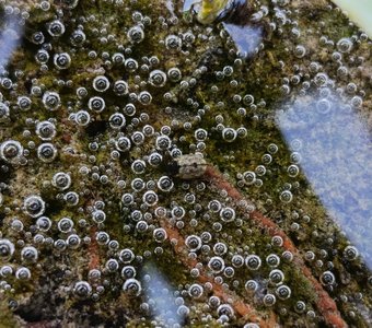 Болотолюб Laccobius в пузырьках