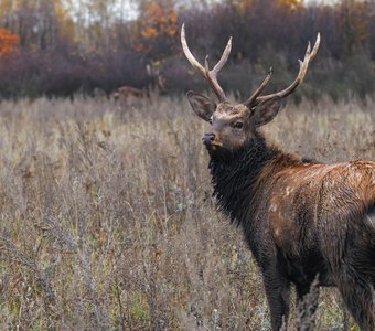 Пятнистый олень. Липецкая область
