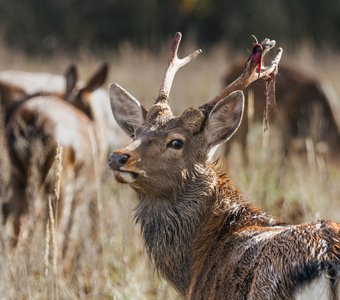 Пятнистый олень. Липецкая область