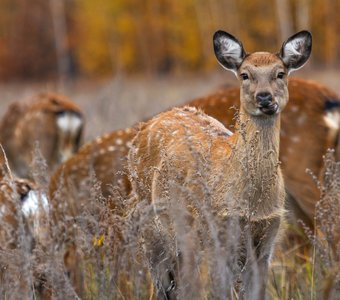 Пятнистый олень. Липецкая область