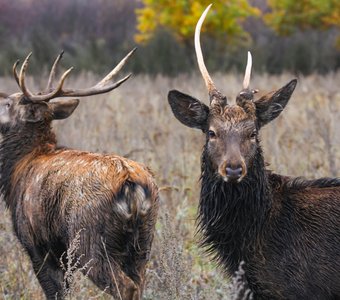Пятнистый олень. Липецкая область