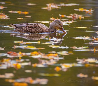 Золотая осень