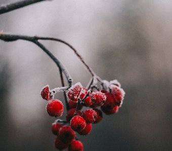 Первые заморозки