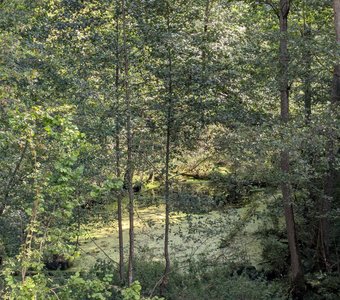 Река Красная