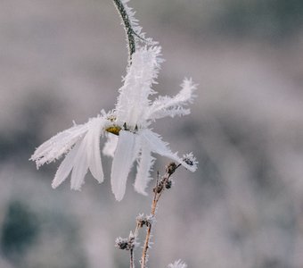 Осенний ренессанс
