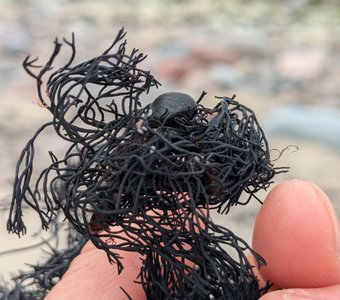 Морская бижютерия