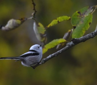 Длиннохвостая синица