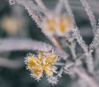 Первые заморозки