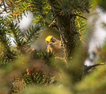 Одуванчик выглядывает