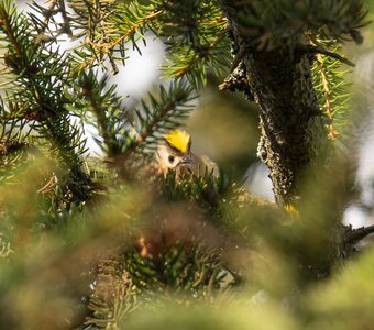 Одуванчик выглядывает